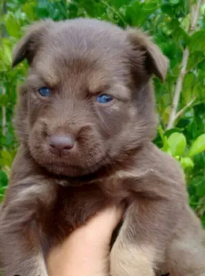 Cachorro raça Sem raça definida idade Abaixo de 2 meses nome Filhotes