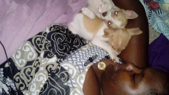 Cachorro raça Não sei a raça  idade 7 a 11 meses nome Thor e Lolla