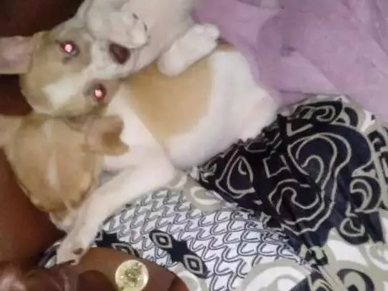 Cachorro raça Não sei a raça  idade 7 a 11 meses nome Thor e Lolla