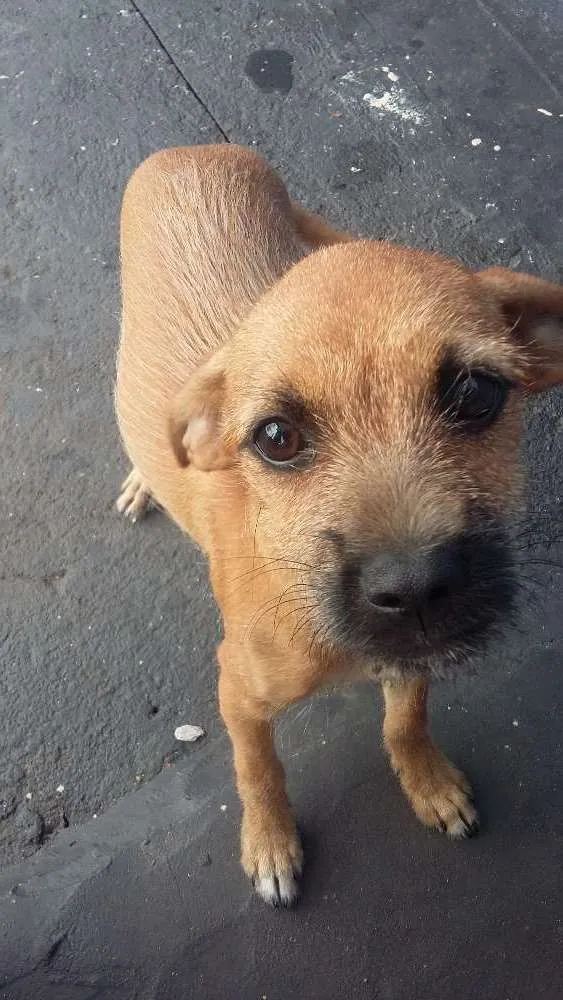 Cachorro ra a SRD idade 2 a 6 meses nome Mili e Pingo