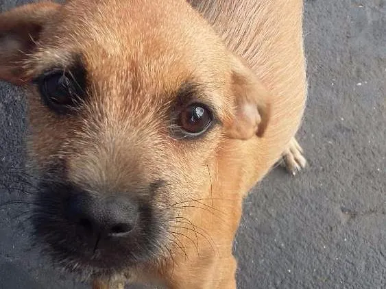 Cachorro ra a SRD idade 2 a 6 meses nome Mili e Pingo