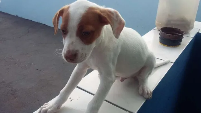 Cachorro ra a SRD idade 2 a 6 meses nome Mili e Pingo