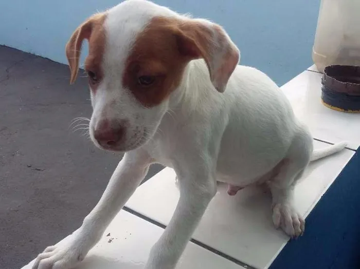 Cachorro ra a SRD idade 2 a 6 meses nome Mili e Pingo