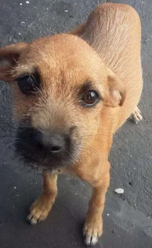 Cachorro raça SRD idade 2 a 6 meses nome Mili e Pingo