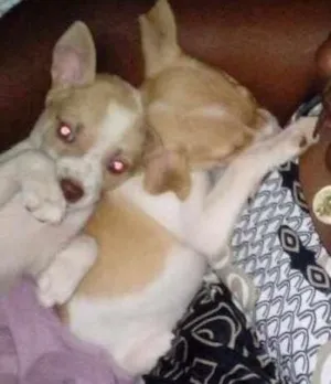 Cachorro raça Não sei a raça  idade 7 a 11 meses nome Thor e Lolla