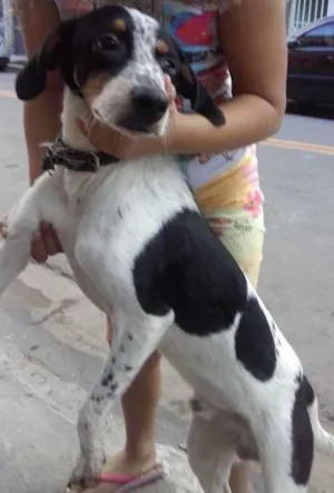 Gato raça Srd idade 7 a 11 meses nome Sucrilhos