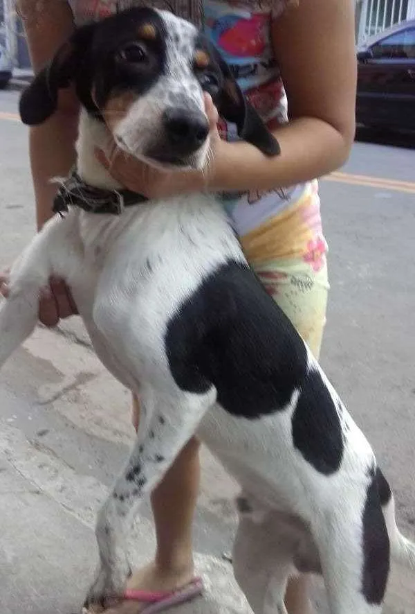 Gato ra a Srd idade 7 a 11 meses nome Sucrilhos