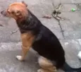 Neguinho GRATIFICA