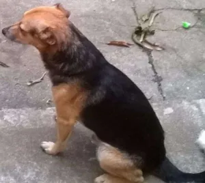 Cachorro raça Vira-lata idade 6 ou mais anos nome Neguinho GRATIFICA