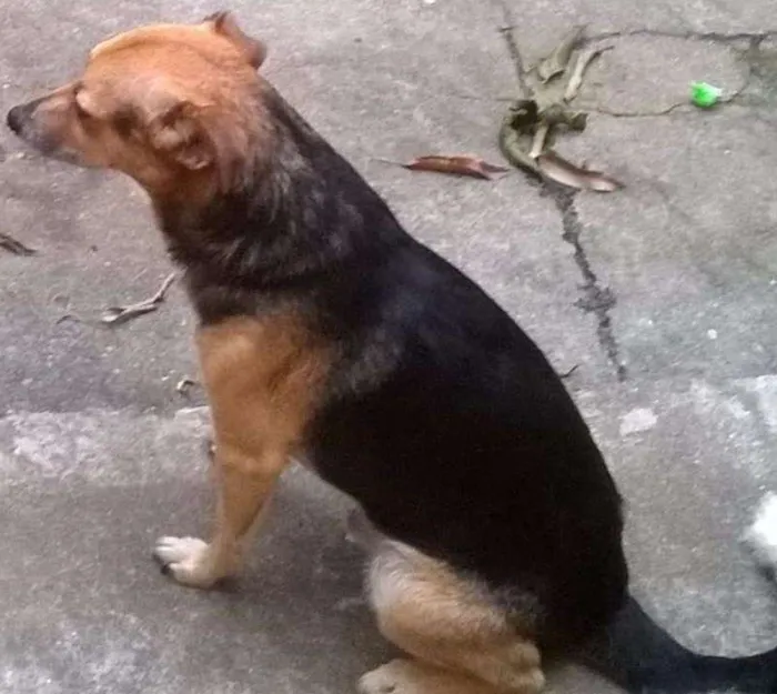 Cachorro ra a Vira-lata idade 6 ou mais anos nome Neguinho GRATIFICA