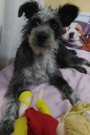 Cachorro raça mix idade  nome TITE