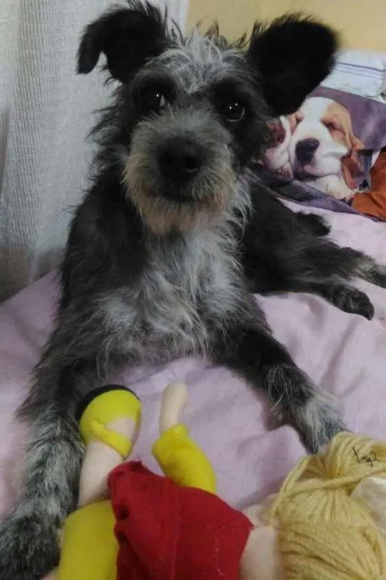 Cachorro ra a mix idade  nome TITE