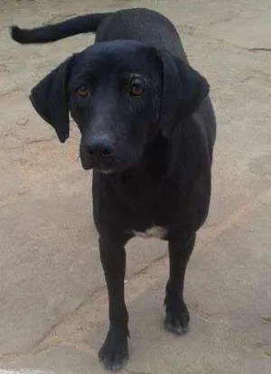 Cachorro raça vira lata  idade 1 ano nome chamo de lily