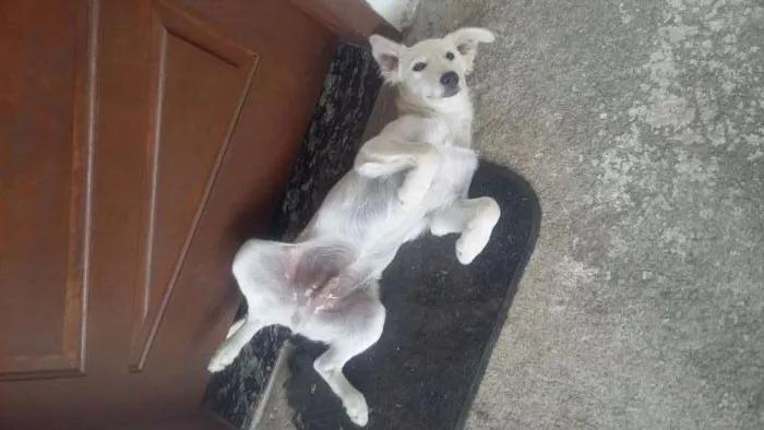 Cachorro ra a indefinida idade 7 a 11 meses nome Bento