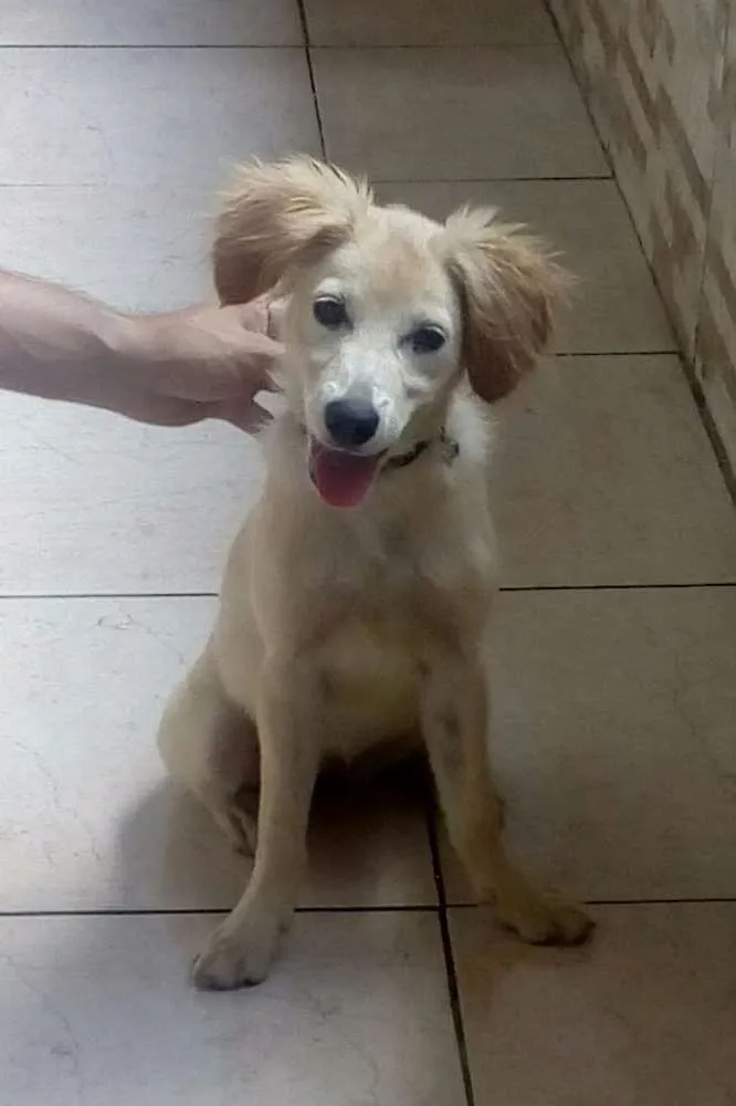 Cachorro raça Vira lata idade 2 a 6 meses nome Luna