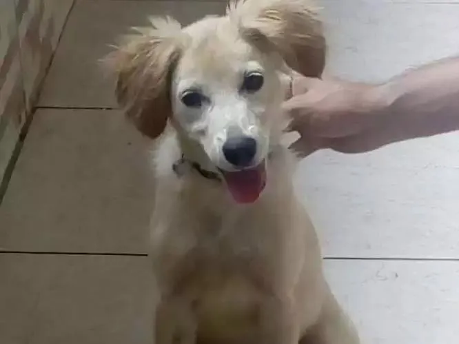 Cachorro raça Vira lata idade 2 a 6 meses nome Luna