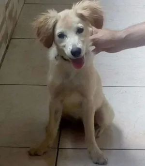 Cachorro raça Vira lata idade 2 a 6 meses nome Luna
