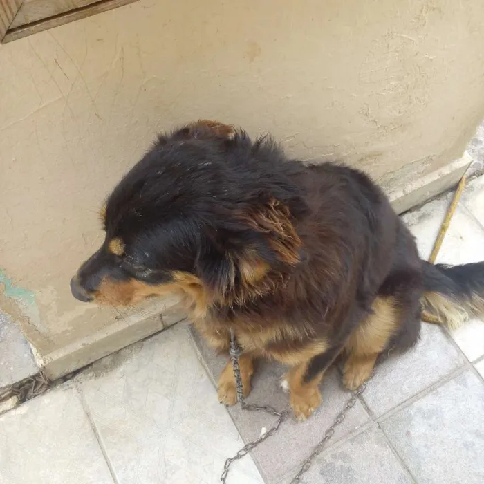 Cachorro ra a Viralata idade 1 ano nome Kiara