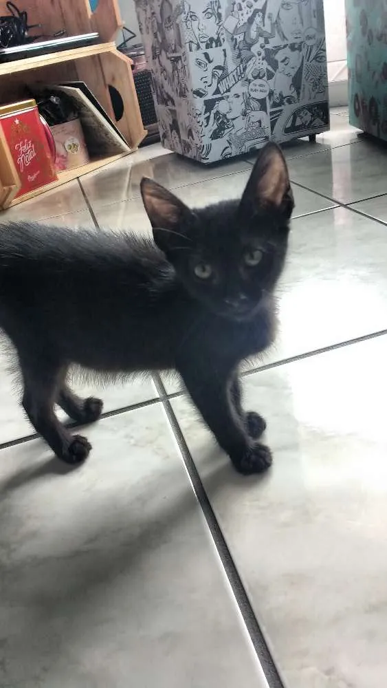 Gato raça Vira-lata idade Abaixo de 2 meses nome Jaboticaba