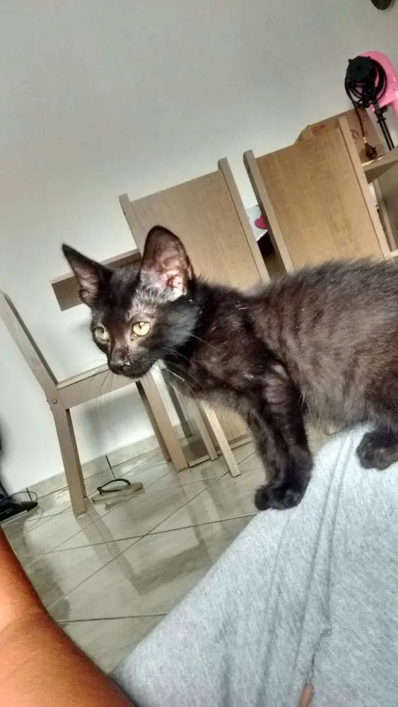Gato raça Vira-lata idade Abaixo de 2 meses nome Jaboticaba