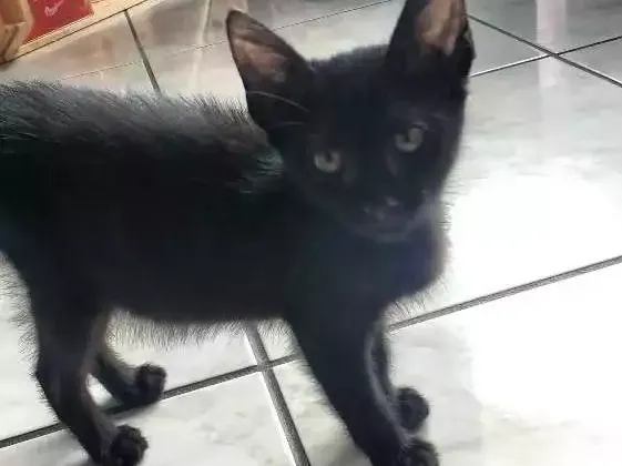 Gato raça Vira-lata idade Abaixo de 2 meses nome Jaboticaba