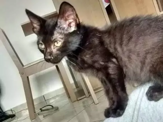 Gato raça Vira-lata idade Abaixo de 2 meses nome Jaboticaba