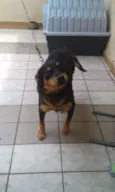 Kiara