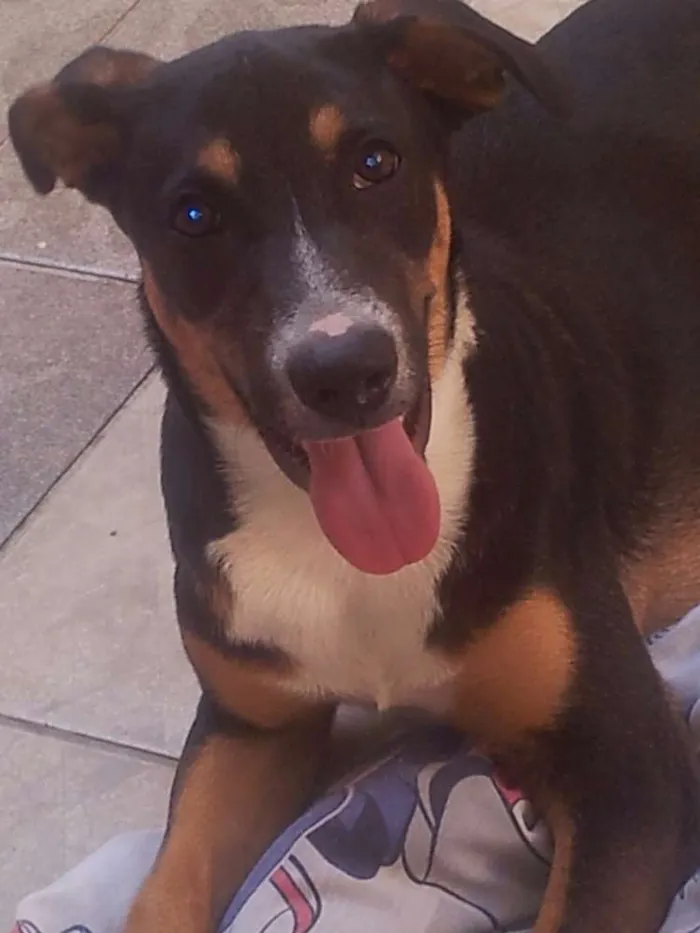 Cachorro ra a Viralata idade 2 anos nome Sushi