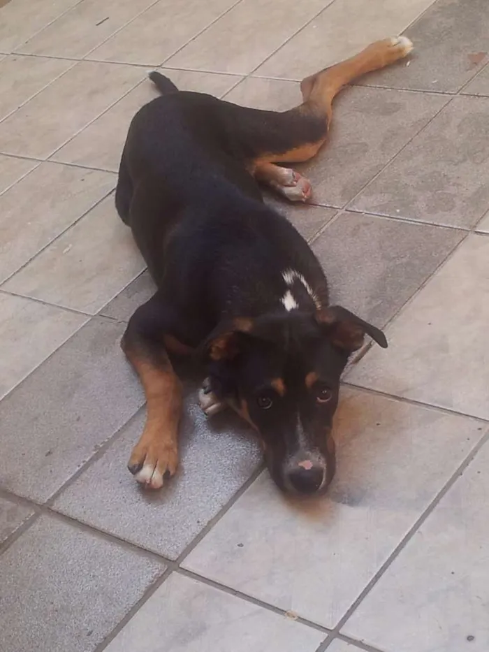 Cachorro ra a Viralata idade 2 anos nome Sushi