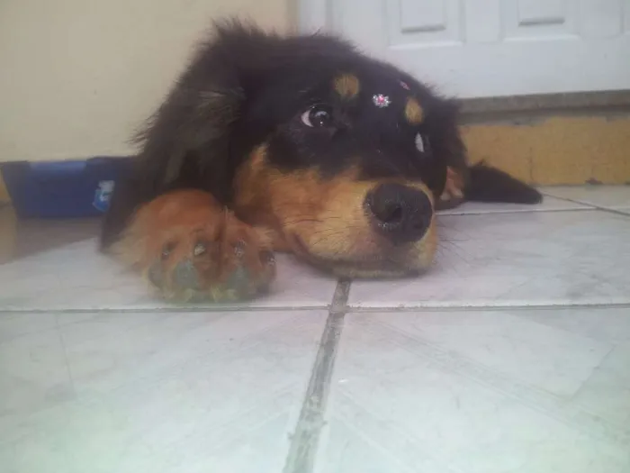 Cachorro ra a Viralata idade 1 ano nome Kiara