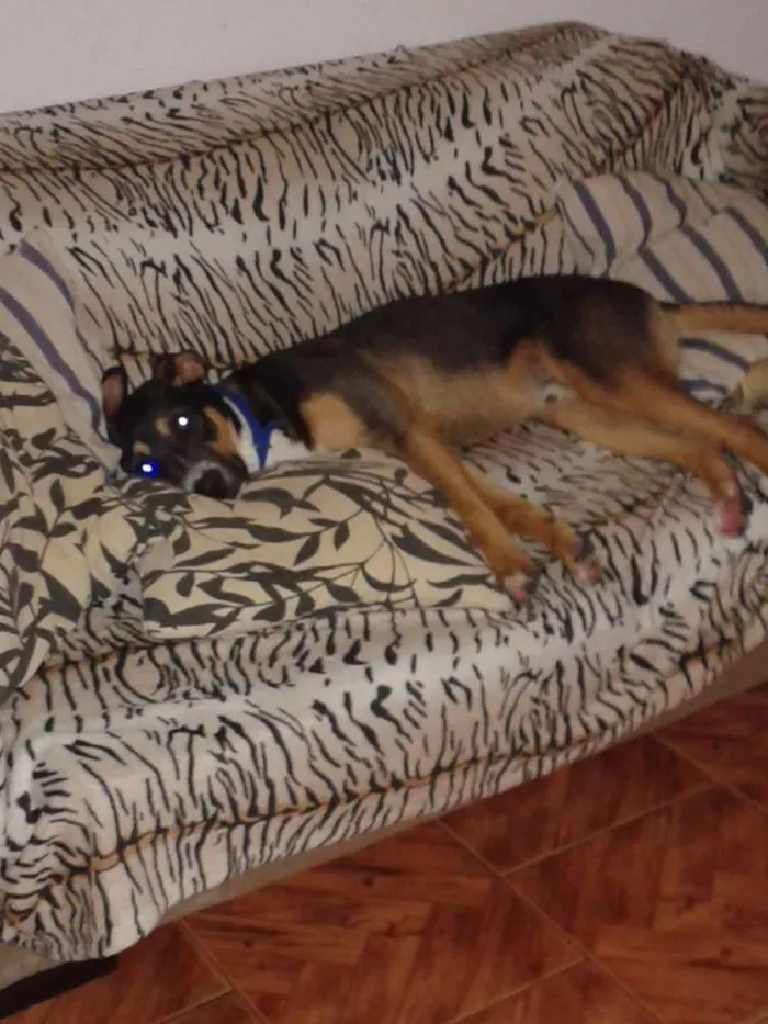 Cachorro ra a Viralata idade 2 anos nome Sushi