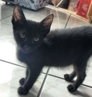 Gato raça Vira-lata idade Abaixo de 2 meses nome Jaboticaba
