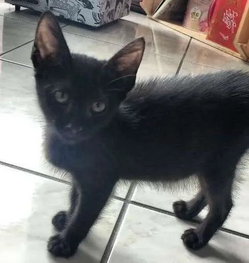 Gato raça Vira-lata idade Abaixo de 2 meses nome Jaboticaba