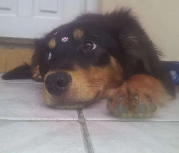 Cachorro ra a Viralata idade 1 ano nome Kiara