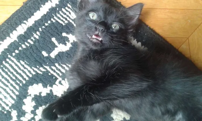 Gato ra a  idade Abaixo de 2 meses nome Ainda não defini