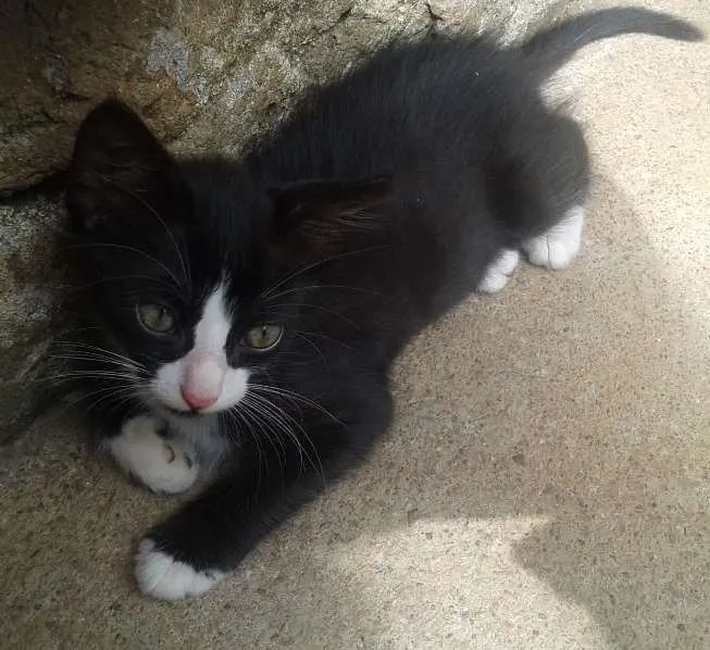 Gato ra a  idade Abaixo de 2 meses nome Ainda não defini