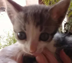 Gato raça srd idade Abaixo de 2 meses nome sem nome