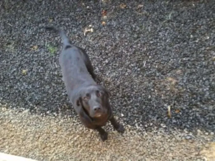 Cachorro ra a labrador idade 7 a 11 meses nome sultao