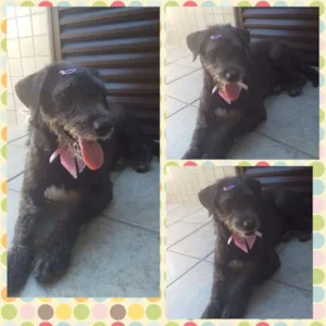 Cachorro raça Vira lata idade 2 anos nome Pretinha
