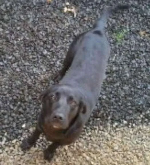 Cachorro ra a labrador idade 7 a 11 meses nome sultao