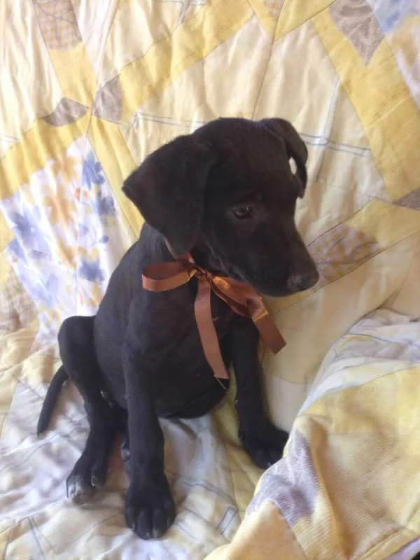 Cachorro raça SRD idade 2 a 6 meses nome Safira/Bruce