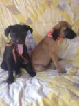 Safira/Bruce