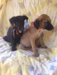 Safira/Bruce