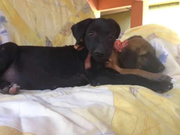 Cachorro raça SRD idade 2 a 6 meses nome Safira/Bruce