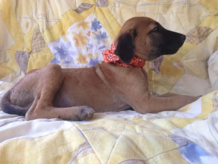 Cachorro raça SRD idade 2 a 6 meses nome Safira/Bruce