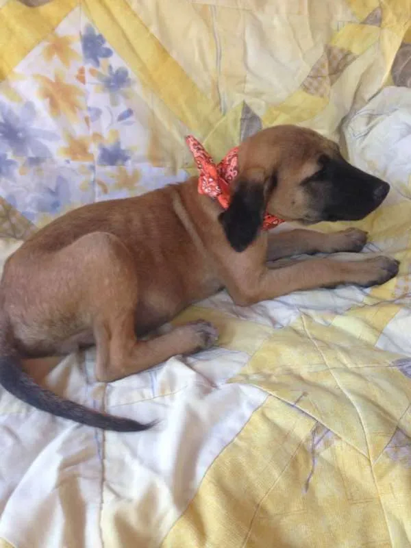 Cachorro raça SRD idade 2 a 6 meses nome Safira/Bruce