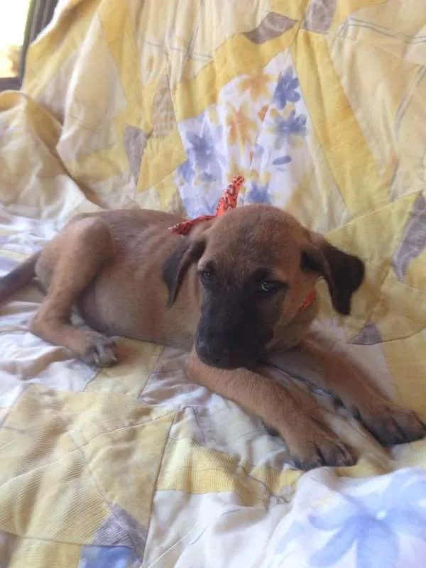 Cachorro raça SRD idade 2 a 6 meses nome Safira/Bruce