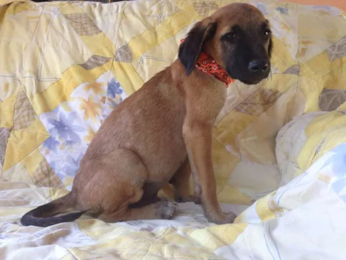 Cachorro raça SRD idade 2 a 6 meses nome Safira/Bruce