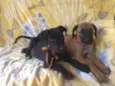 Safira/Bruce