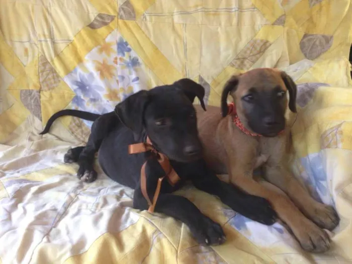 Cachorro raça SRD idade 2 a 6 meses nome Safira/Bruce